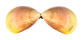CARDIIDAE LAEVICARDIUM ATTENUATUM shell