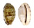 CYPRAEIDAE TALOSTOLIDA PELLUCENS PELLUCENS shell