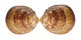 CARDIIDAE TRACHYCARDIUM ELONGATUM shell