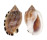 CASSIDAE CASMARIA ERINACEA ERINACEA shell