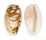 CYPRAEIDAE CYPRAEA CRIBRARIA shell