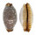 CYPRAEIDAE STAPHYLEA LIMACINA shell
