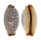 CYPRAEIDAE STAPHYLEA LIMACINA shell
