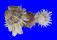 SPONDYLIDAE SPONDYLUS VARIEGATUS shell