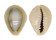 CYPRAEIDAE MONETARIA ANNULUS shell
