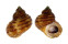 TURBINIDAE TURBO SMITHI shell