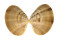 VENERIDAE CALLISTA SPUMA shell