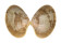 VENERIDAE CALLISTA SPUMA shell