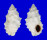 MURICIDAE DRUPELLA CORNUS shell