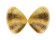 DONACIDAE LATONA FABA shell