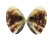 DONACIDAE LATONA FABA shell