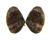 DONACIDAE LATONA CUNEATA shell