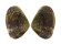 DONACIDAE LATONA CUNEATA shell
