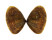 DONACIDAE LATONA CUNEATA shell