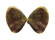 DONACIDAE LATONA CUNEATA shell