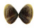 DONACIDAE LATONA CUNEATA shell