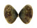 DONACIDAE LATONA CUNEATA shell