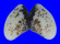 HEMIDONACIDAE HEMIDONAX DONACIFORMIS shell