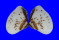 HEMIDONACIDAE HEMIDONAX DONACIFORMIS shell