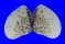 HEMIDONACIDAE HEMIDONAX DONACIFORMIS shell