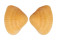 HEMIDONACIDAE HEMIDONAX DONACIFORMIS shell