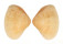HEMIDONACIDAE HEMIDONAX DONACIFORMIS shell