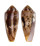 CONIDAE CONUS CIRCUMCISUS shell