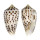 CONIDAE ASPRELLA ZAPATOENSIS shell