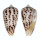CONIDAE ASPRELLA ZAPATOENSIS shell