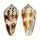 CONIDAE CONUS  METCALFII shell