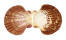 PECTINIDAE ANNACHLAMYS STRIATULA shell