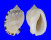 CASSIDAE CASMARIA ERINACEA ERINACEA shell
