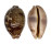 CYPRAEIDAE LEPOCYPRAEA MAPPA shell