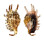 STROMBIDAE LAMBIS MILLEPEDA shell