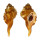 RANELLIDAE RANULARIA SARCOSTOMUM shell