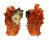 CARDITIDAE CARDITA CRASSICOSTA shell