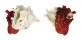 CARDITIDAE CARDITA CRASSICOSTA shell