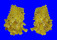 SPONDYLIDAE CARDITA CRASSICOSTA shell