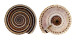 ARCHITECTONICIDAE ARCHITECTONICA PERSPECTIVA shell