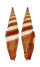 MITRIDAE VEXILLUM COCCINEA shell