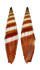 MITRIDAE VEXILLUM COCCINEA shell