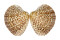 VENERIDAE LIOCONCHA LORENZIANA shell