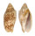 VOLUTIDAE CYMBIOLA VESPERTILIO shell