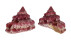 TROCHIDAE TROCHUS  FERREIRAI shell