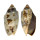 VOLUTIDAE CYMBIOLA VESPERTILIO shell