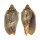 VOLUTIDAE CYMBIOLA VESPERTILIO shell