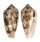 CONIDAE CONUS TEXTILE shell