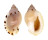 CASSIDAE CASMARIA PONDEROSA shell