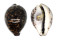 CYPRAEIDAE CYPRAEA TIGRIS shell