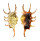 STROMBIDAE LAMBIS SCORPIO shell